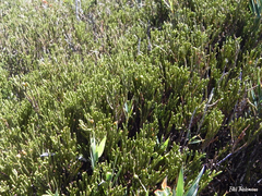 Lepidothamnus fonkii