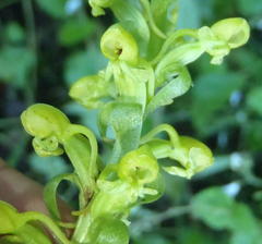 Satyrium parviflorum
