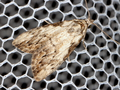 Nola pleurochorda
