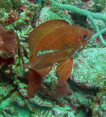 Priacanthus arenatus