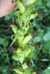 Satyrium parviflorum
