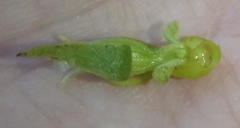 Satyrium parviflorum