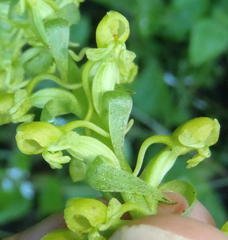 Satyrium parviflorum