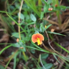 Macroptilium gibbosifolium