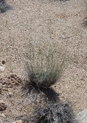 Stipagrostis ciliata capensis