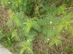 Desmanthus illinoensis