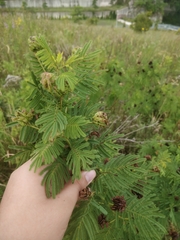 Desmanthus illinoensis