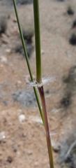 Stipagrostis ciliata capensis