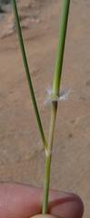 Stipagrostis ciliata capensis