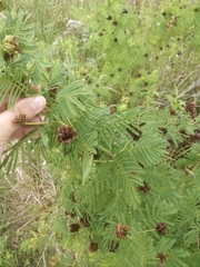 Desmanthus illinoensis