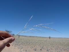 Stipagrostis ciliata capensis