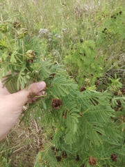 Desmanthus illinoensis
