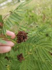 Desmanthus illinoensis