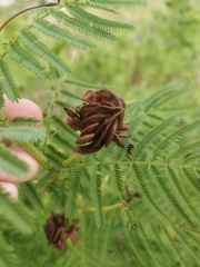 Desmanthus illinoensis