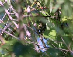 Vireo griseus