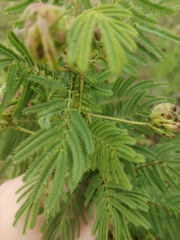 Desmanthus illinoensis