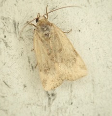 Cryptocala acadiensis