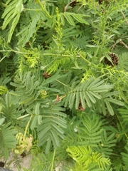 Desmanthus illinoensis