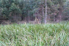Kniphofia multiflora