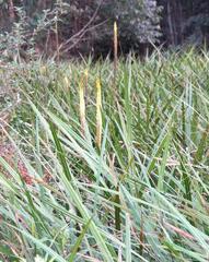 Kniphofia multiflora
