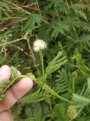 Desmanthus illinoensis