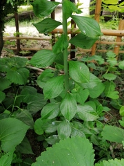 Pereskiopsis kellermanii
