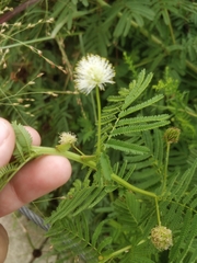 Desmanthus illinoensis