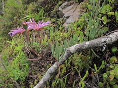 Lampranthus coralliflorus