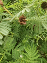 Desmanthus illinoensis