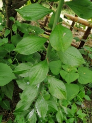 Pereskiopsis kellermanii