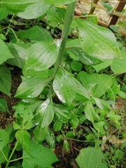 Pereskiopsis kellermanii