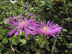 Lampranthus coralliflorus