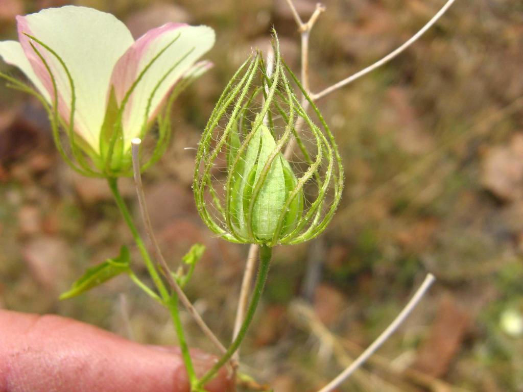 Cage Swampmallow