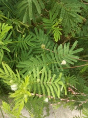 Desmanthus illinoensis