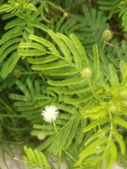 Desmanthus illinoensis