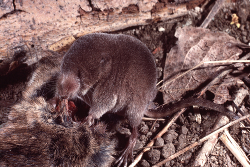 Valais Shrew, photo 3 of 10