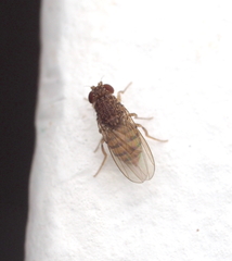 Drosophila repleta