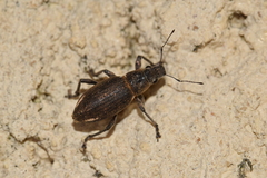 Brachyderes lusitanicus