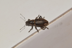 Brachyderes lusitanicus