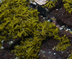 Caepidium antarcticum