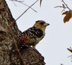 Trachyphonus vaillantii vaillantii