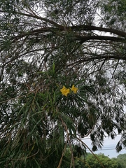 Astianthus viminalis