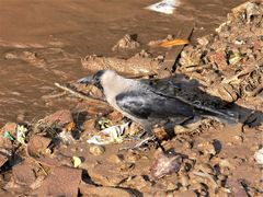 Corvus splendens