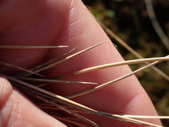 Chionochloa acicularis