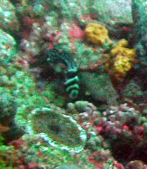 Eques punctatus