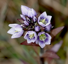 Gentianella corymbosa
