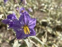 Solanum elaeagnifolium