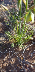 Albuca spiralis