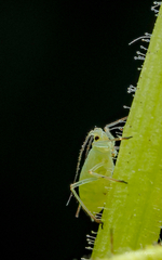 Aphis oenotherae