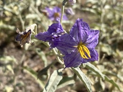Solanum elaeagnifolium